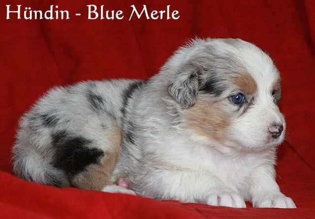 ***TOP Australian Shepherd Welpen***